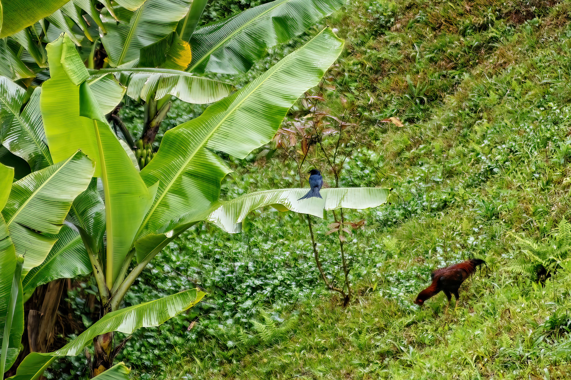 Madagaskar-Drongo (Discrurus forficatus)